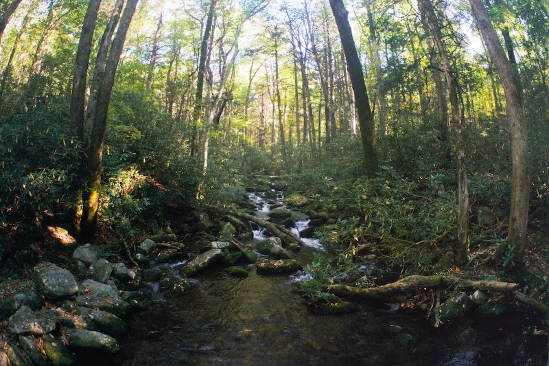 Lower Mt. Cammerer Trail